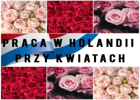 Obsługa wózków kwiatowych - Holandia