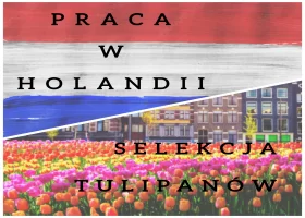 Praca przy tulipanach - Holandia