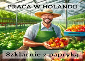 Praca przy papryce na sortowni i ściance - Holandia