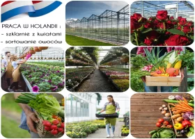 Szklarnie, produkcja, sortownie - HOLANDIA