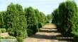 tuja (Thuja) 'Columna' wys. 4 - 4,2 m