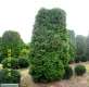 tuja (Thuja) 'Columna' wys. 4 - 4,2 m