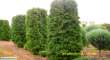 tuja (Thuja) 'Columna' wys. 4 - 4,2 m