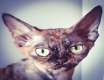 Sprzedam kicie devon rex