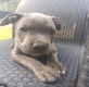 American Staffordshire Terrier (Amstaff)