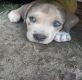 American Staffordshire Terrier (Amstaff)