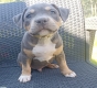 American Staffordshire Terrier (Amstaff)