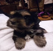 yorki
